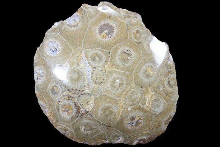 Polished Fossil Coral (Actinocyathus) - Morocco #85009